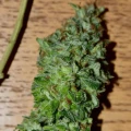 thumb of Granddaddy Purple Feminized by WeedSeedsExpress grown by Silky_smooth